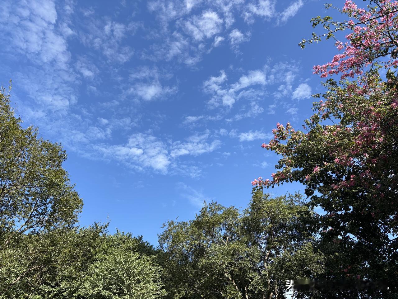 广州的冬天，广州的蓝，广州的美丽异木棉。