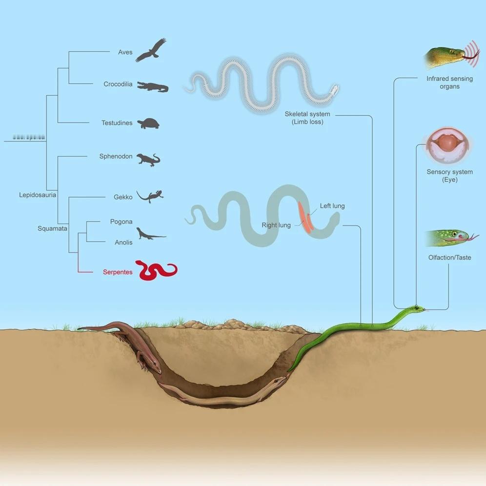 蛇为啥会把四肢进化没了 有四肢的蛇化石已经发现，蛇没有了四肢还出现很多变化噢！¹