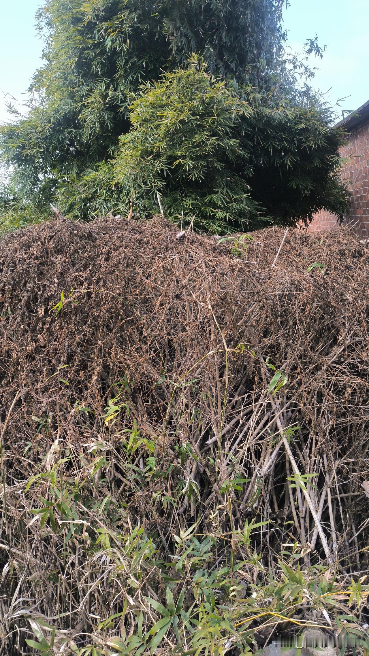 快看！这些藤蔓真可恶！它们编成了一张牢牢的网，将原本郁郁葱葱的篱竹捆住，让这丛竹