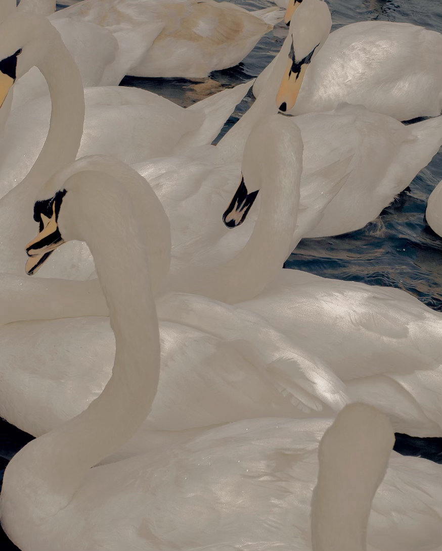 🦢 