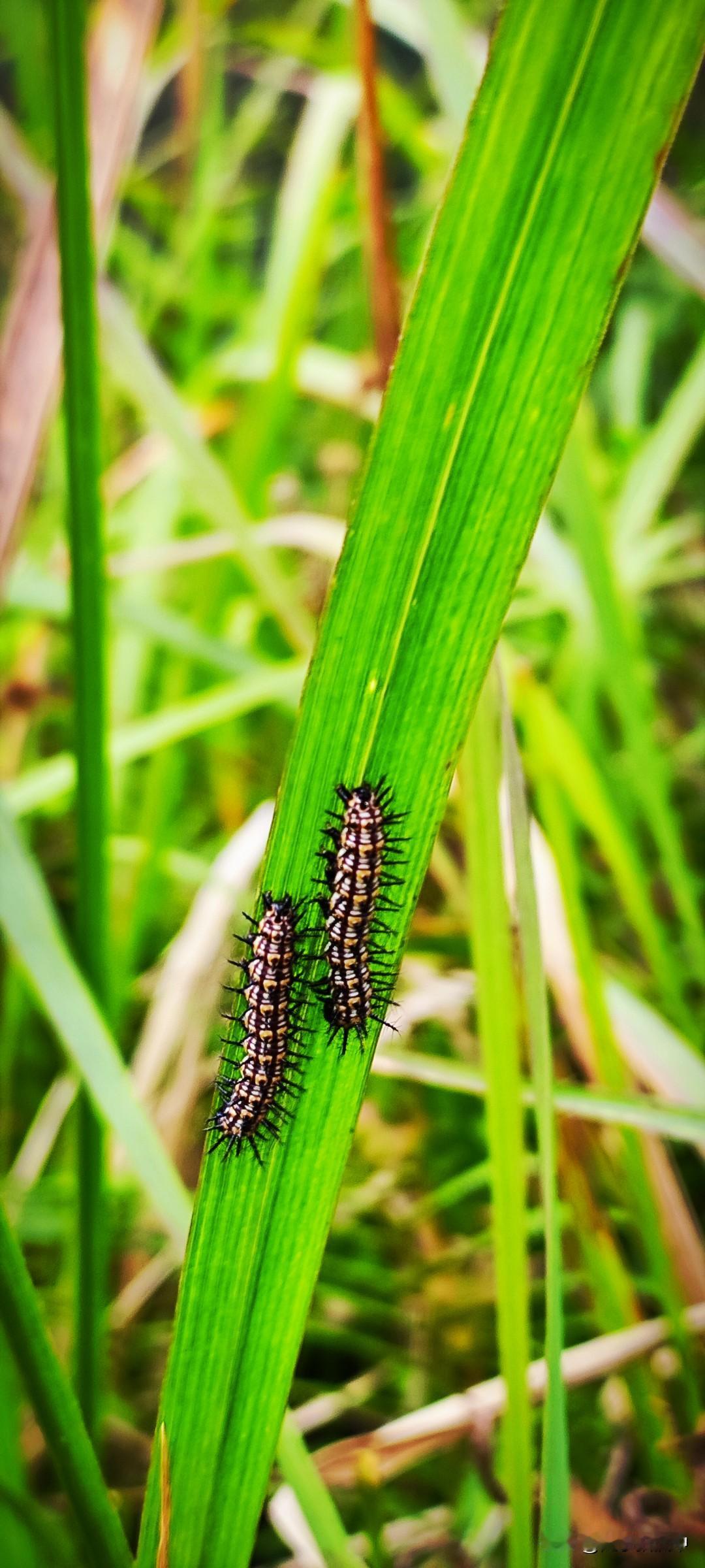冬日生活随拍虽是冬季，草丛仍然还会有毛毛虫。咋一看见，还是会吓一跳。收回脚步，恐