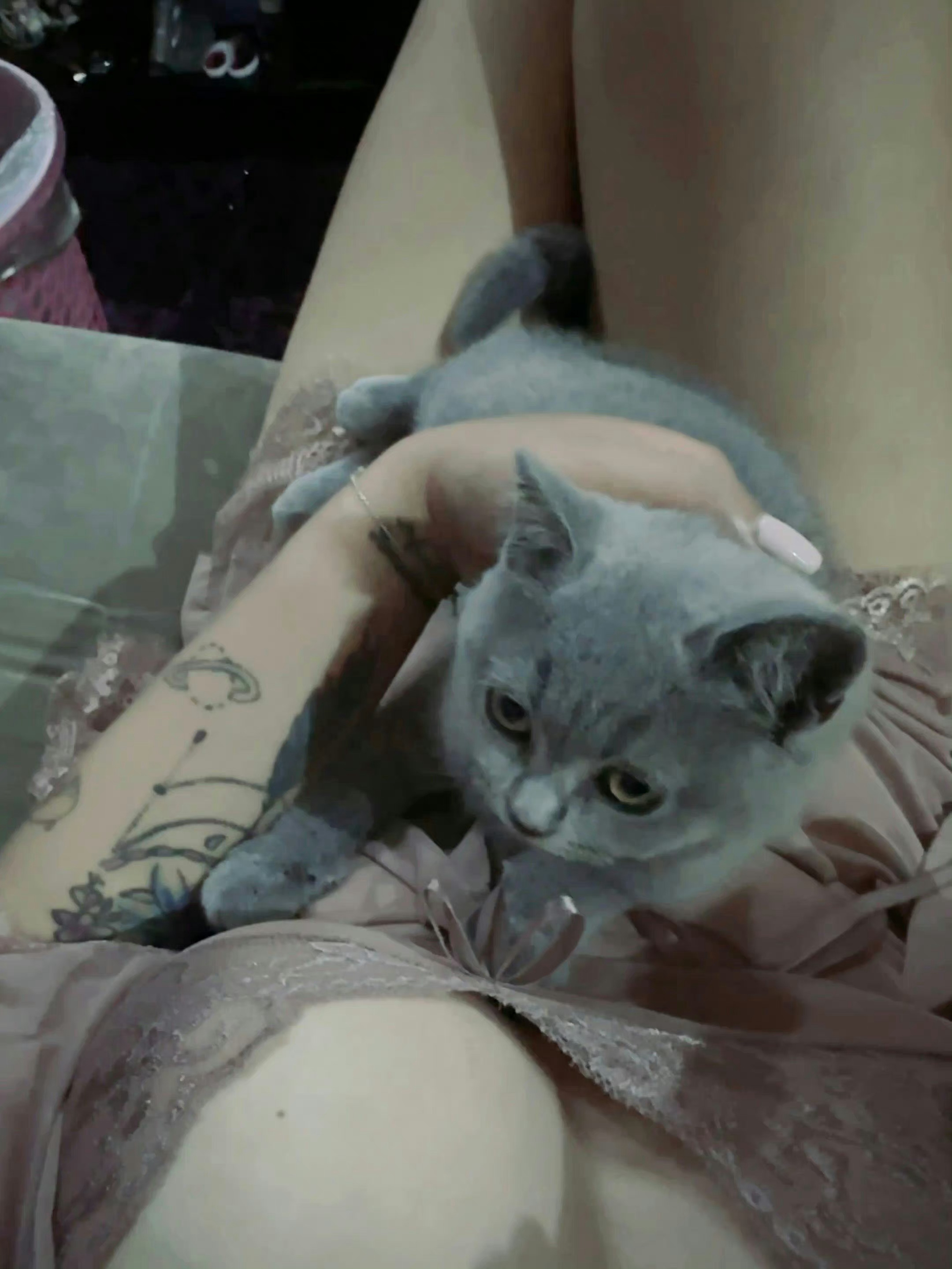 猫咪好可爱 