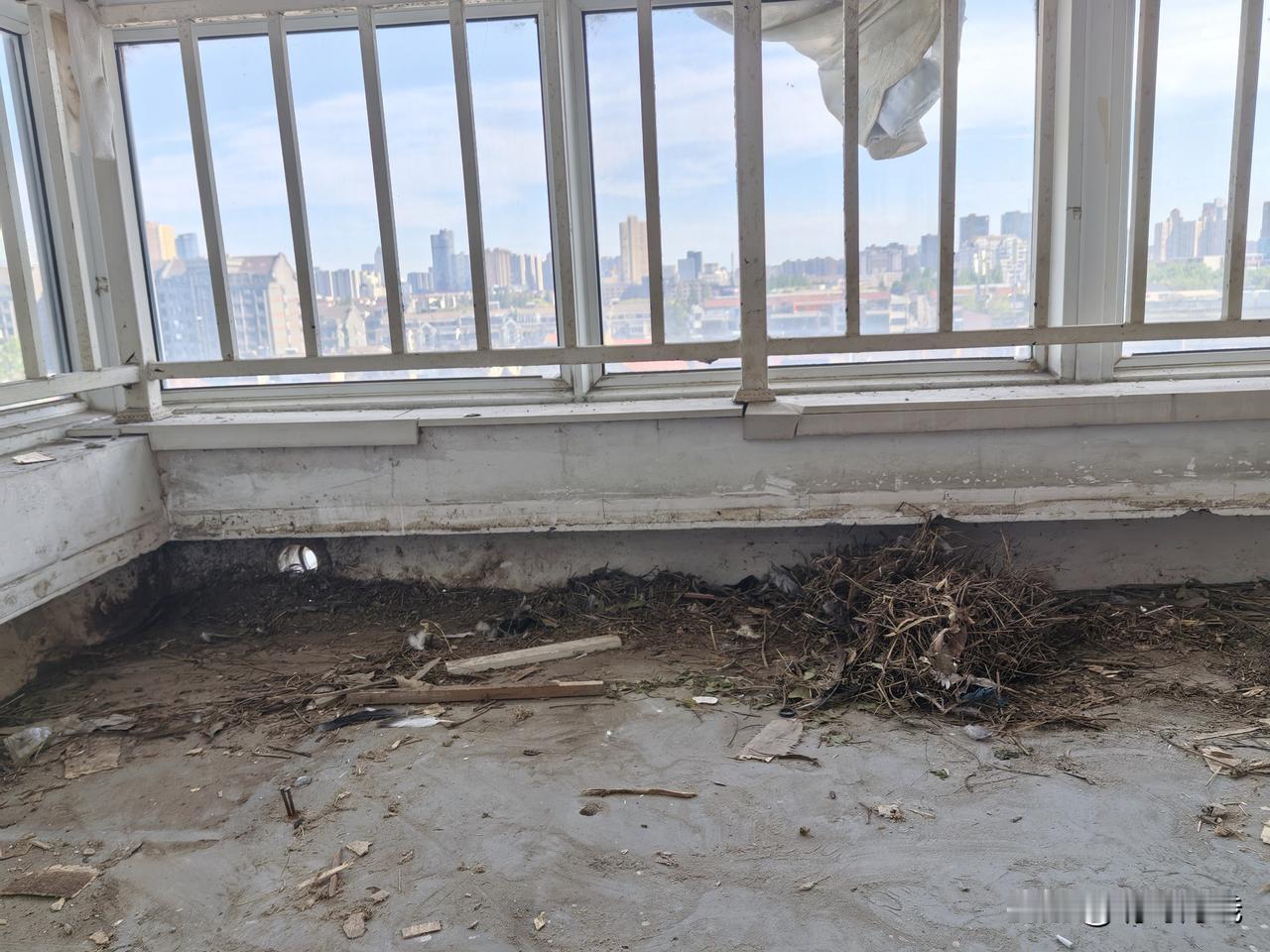 窗台鸟巢一念温柔
 
前几日我在一栋高层旧屋拆除翻新，意外撞见一窝斑鸠的小家。十