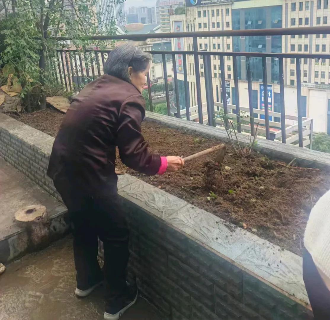 秋日生活打卡|实拍网友，一群人一个梦想搭建起（广元）城市菜园可以吃到新鲜蔬菜。照