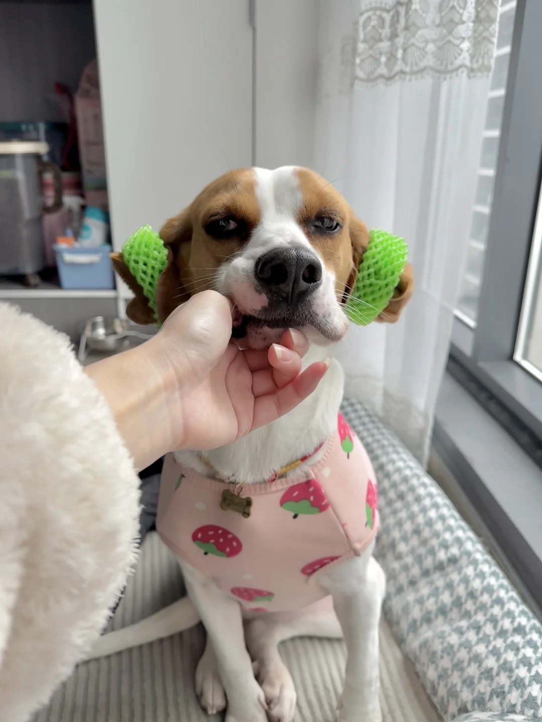 过年了小狗也要戴头花