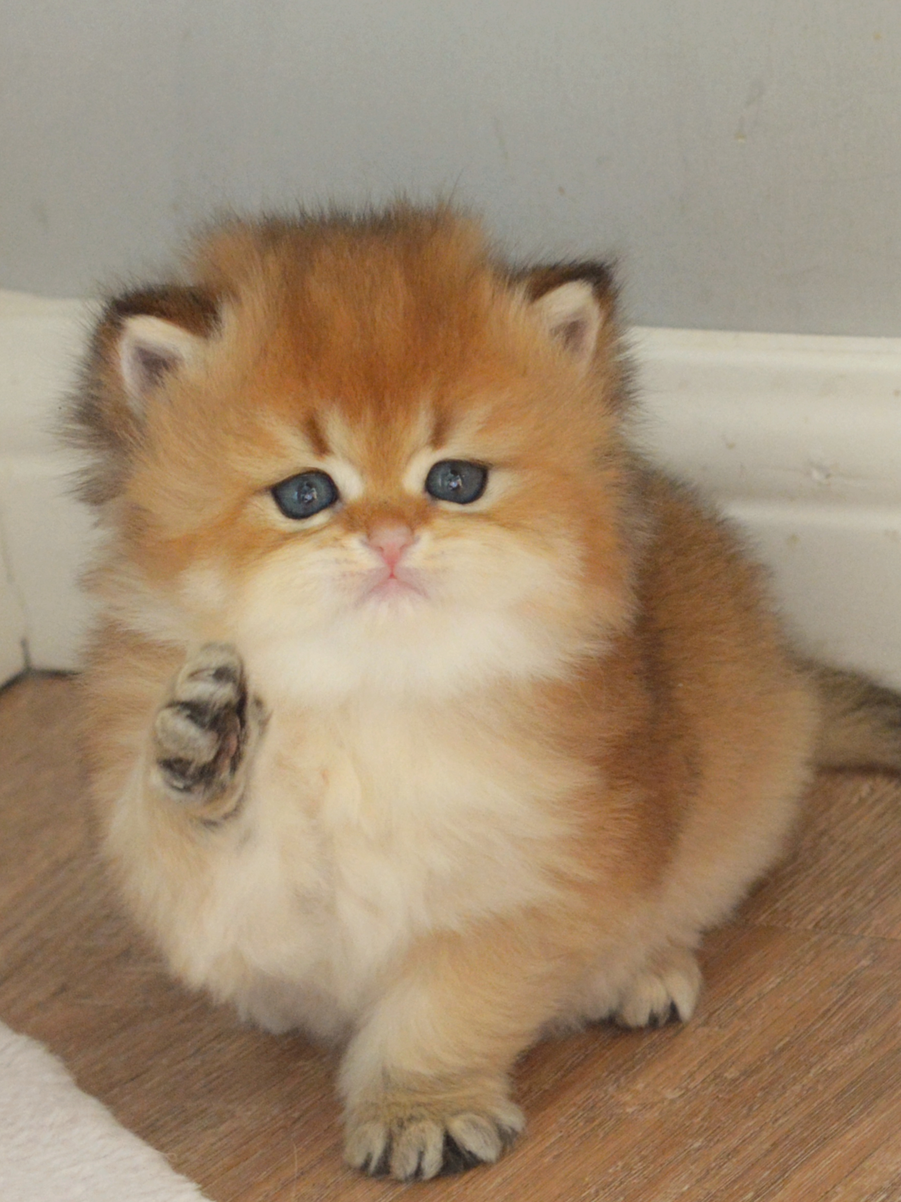 老家长的四胎胖妹新家成都家里有一个大姐两个哥哥是幸福的老幺#金渐层##英国长毛猫