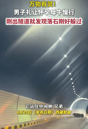 太神奇了！8月29日荔枝新闻报道，西藏那曲，男子开车途经隧道，主动减速礼让一头怀