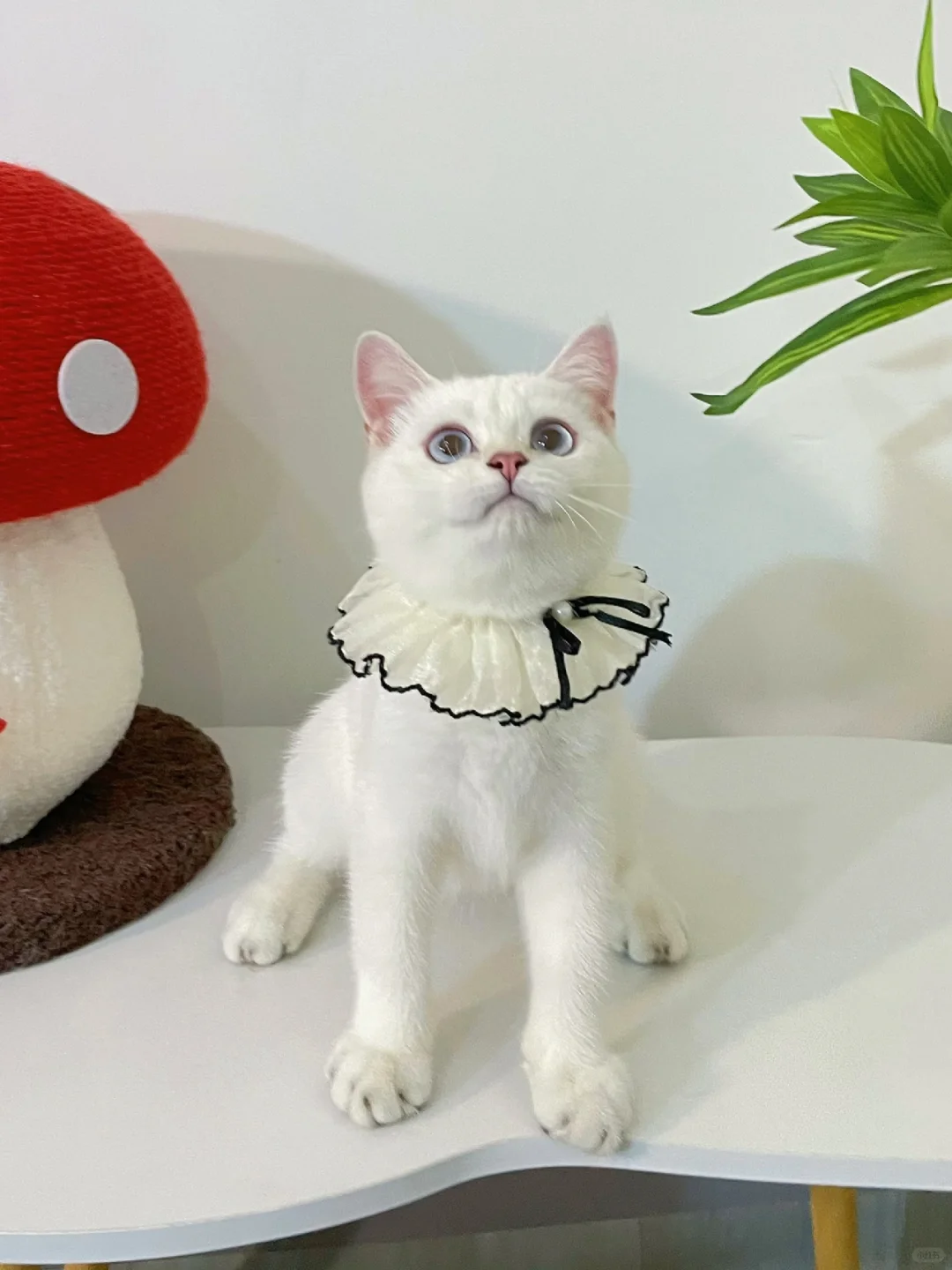 现猫找家🥰英短金点妹妹