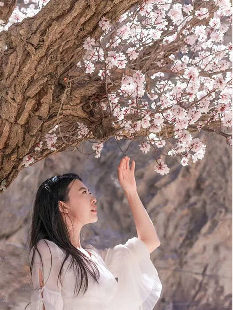 杏花帕米尔，明年3-4月记得来，先收藏吧