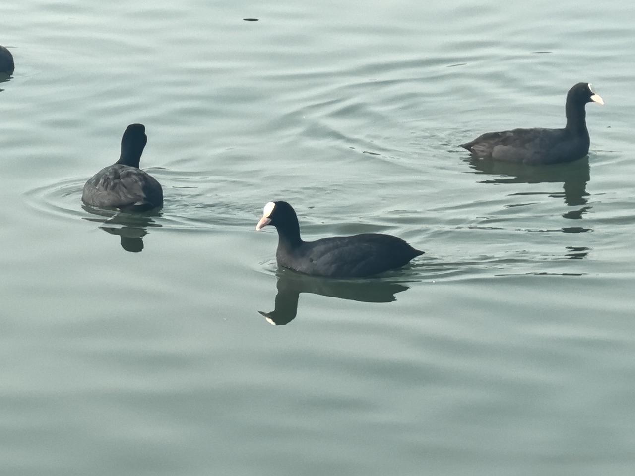 春天济南大明湖畔的鸭子