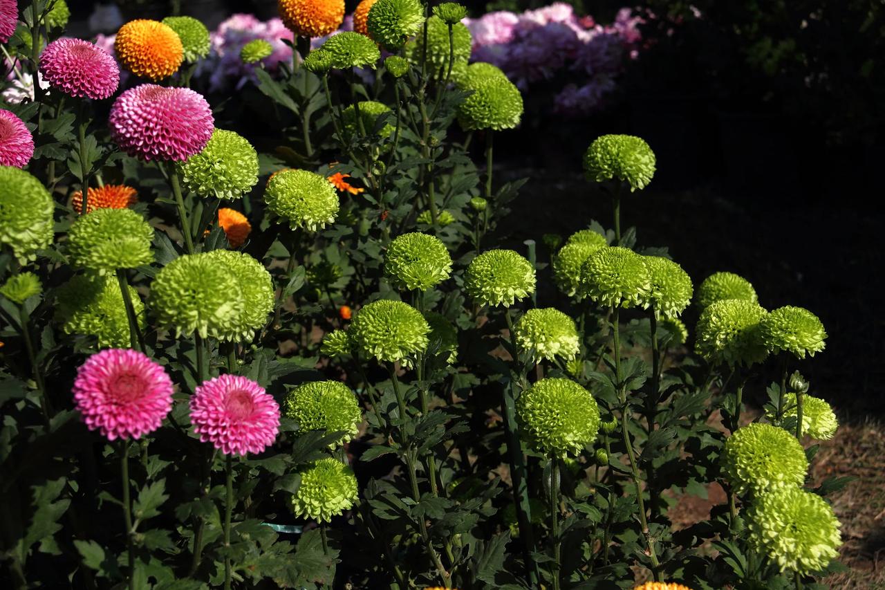 昨日在漫花拍照，今日计划去音乐百花谷看看。但就怕去的时候没太阳，谢谢分享！[赞]