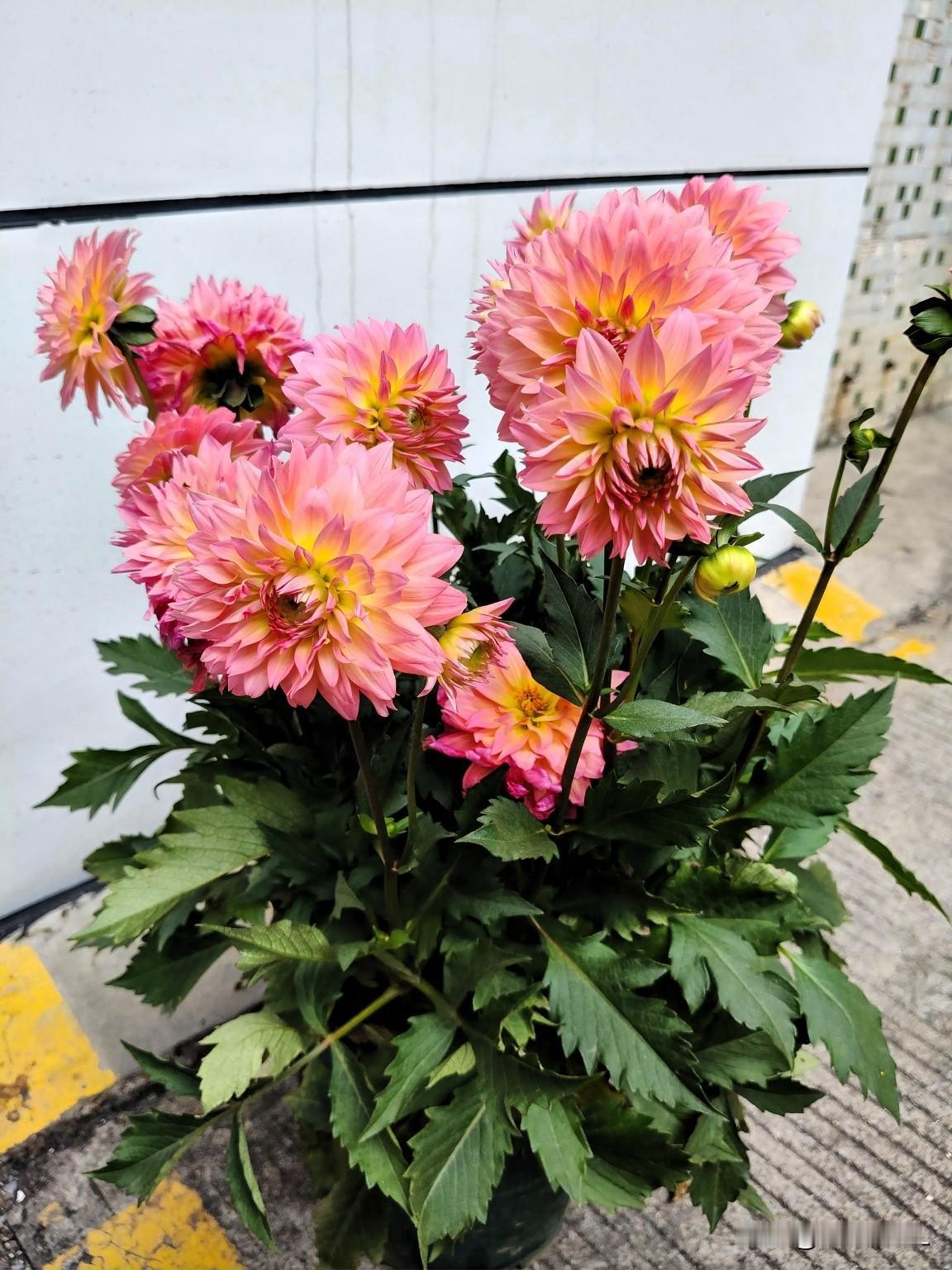 年龄赋予的清醒，是和自己的步调合拍，不追赶别人的脚步，不苛责自己的快慢，按自己的