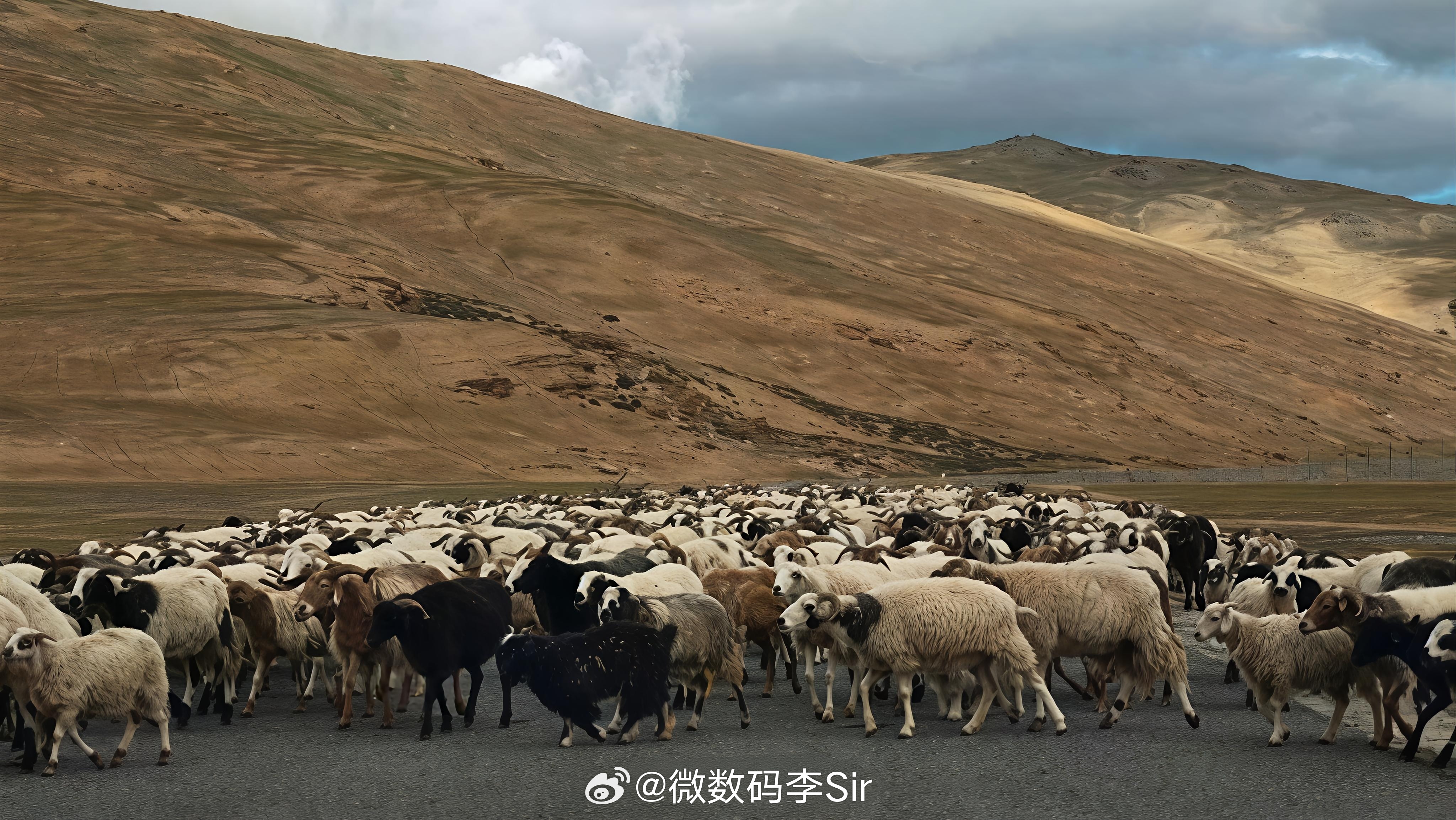 自驾旅行你是赶路派还是看景派 友情提醒：野外偶遇野生动物千万别按喇叭！刺耳鸣笛易