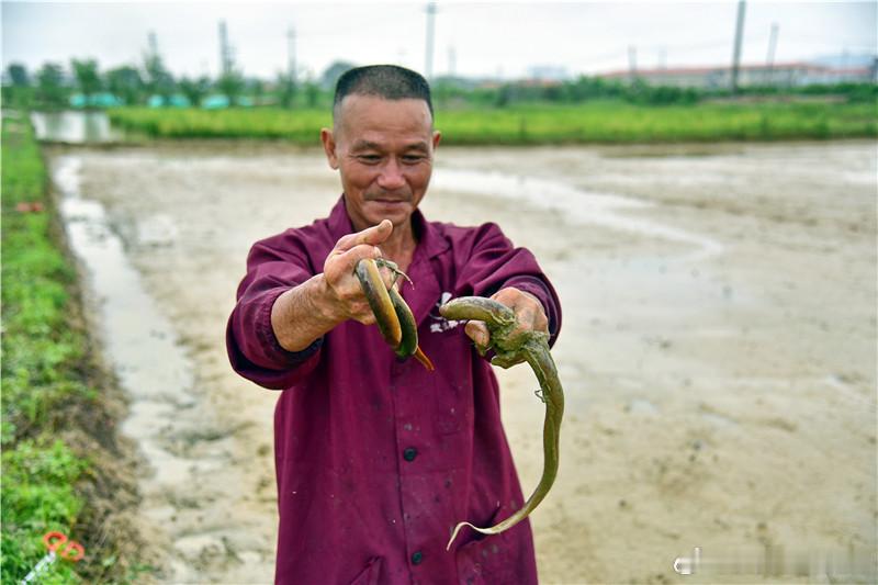 龙舟水不但给我们带来了清凉，让我们浑然不觉夏天已经来临，还给我们送来了“渔”礼。