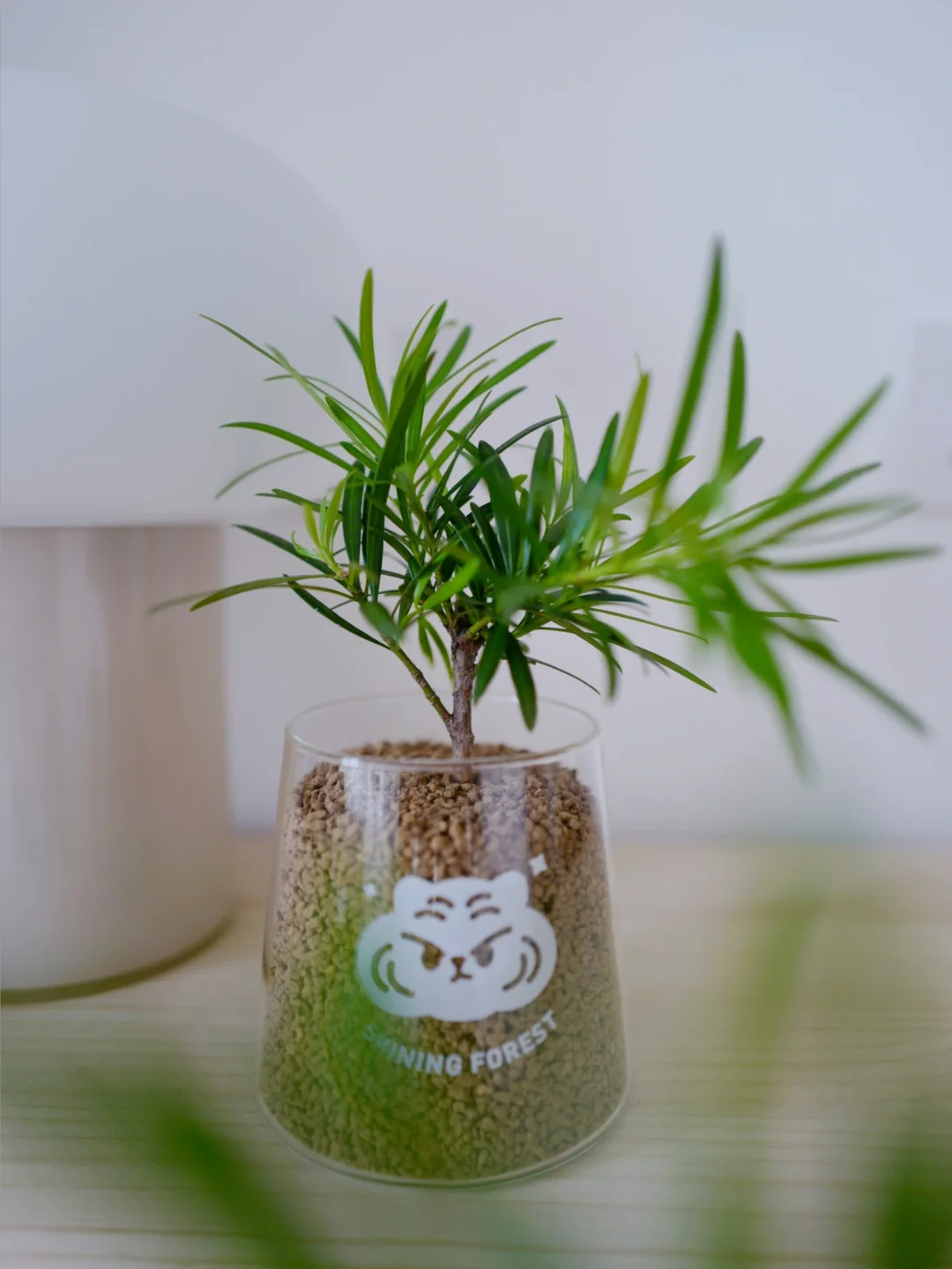 🎄家有罗汉松，一世不受穷💰