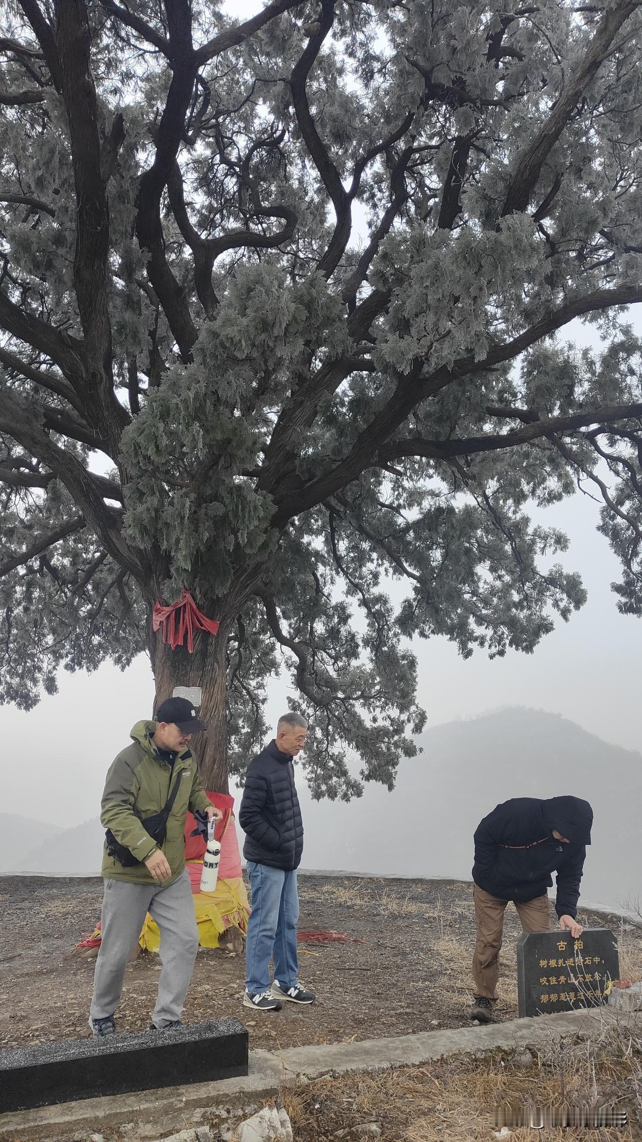 满城县黄龙寺村的千年古柏