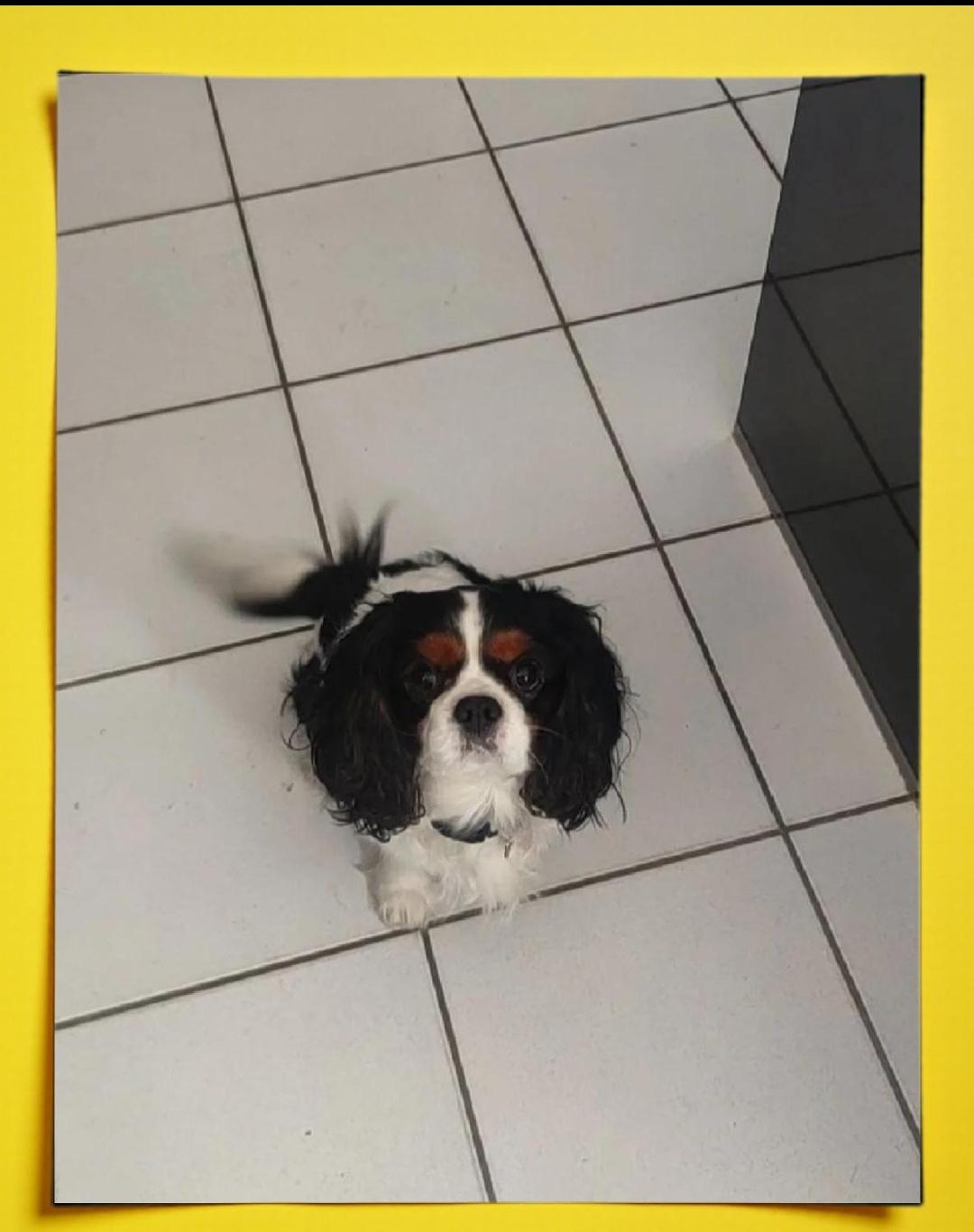 美伊战事，双方皆无意久持。美主商贾，因中期选举将至，胜负难料，心多忐忑。伊朗国势