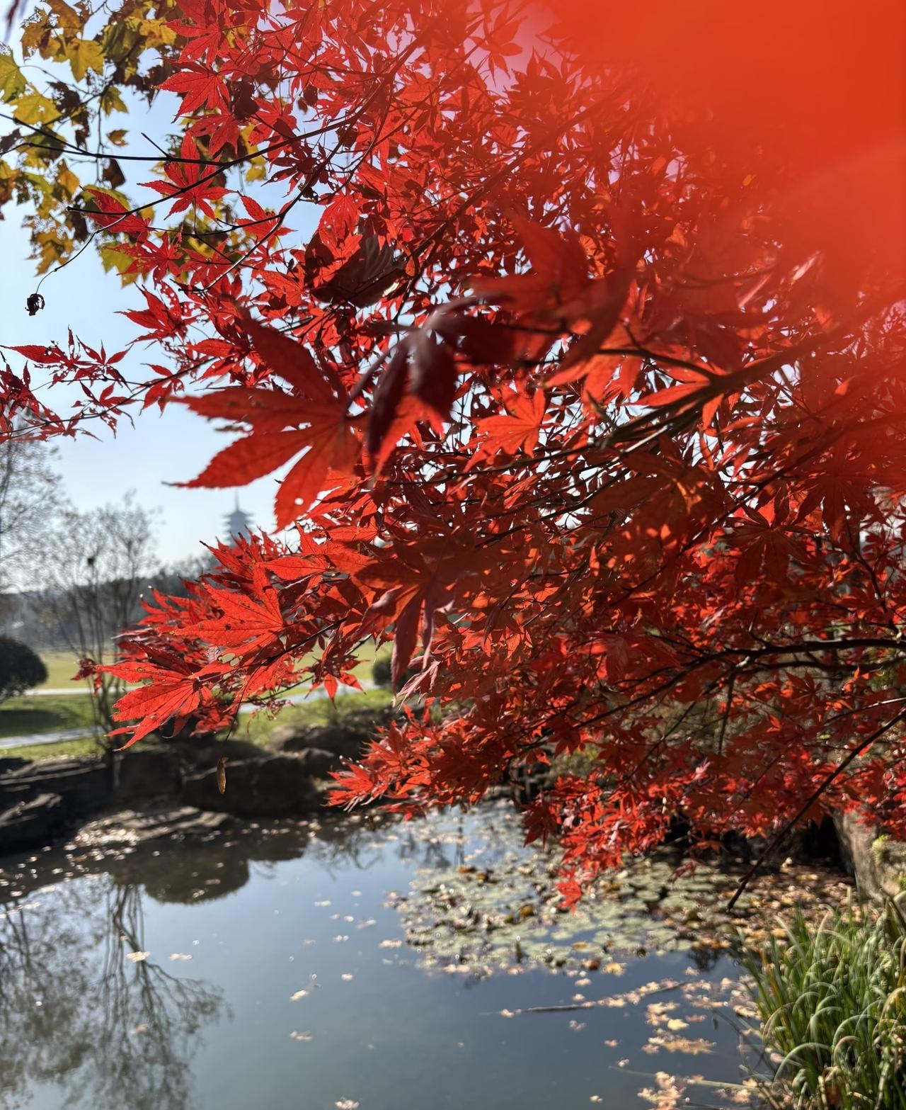 美丽的季节[爱慕]