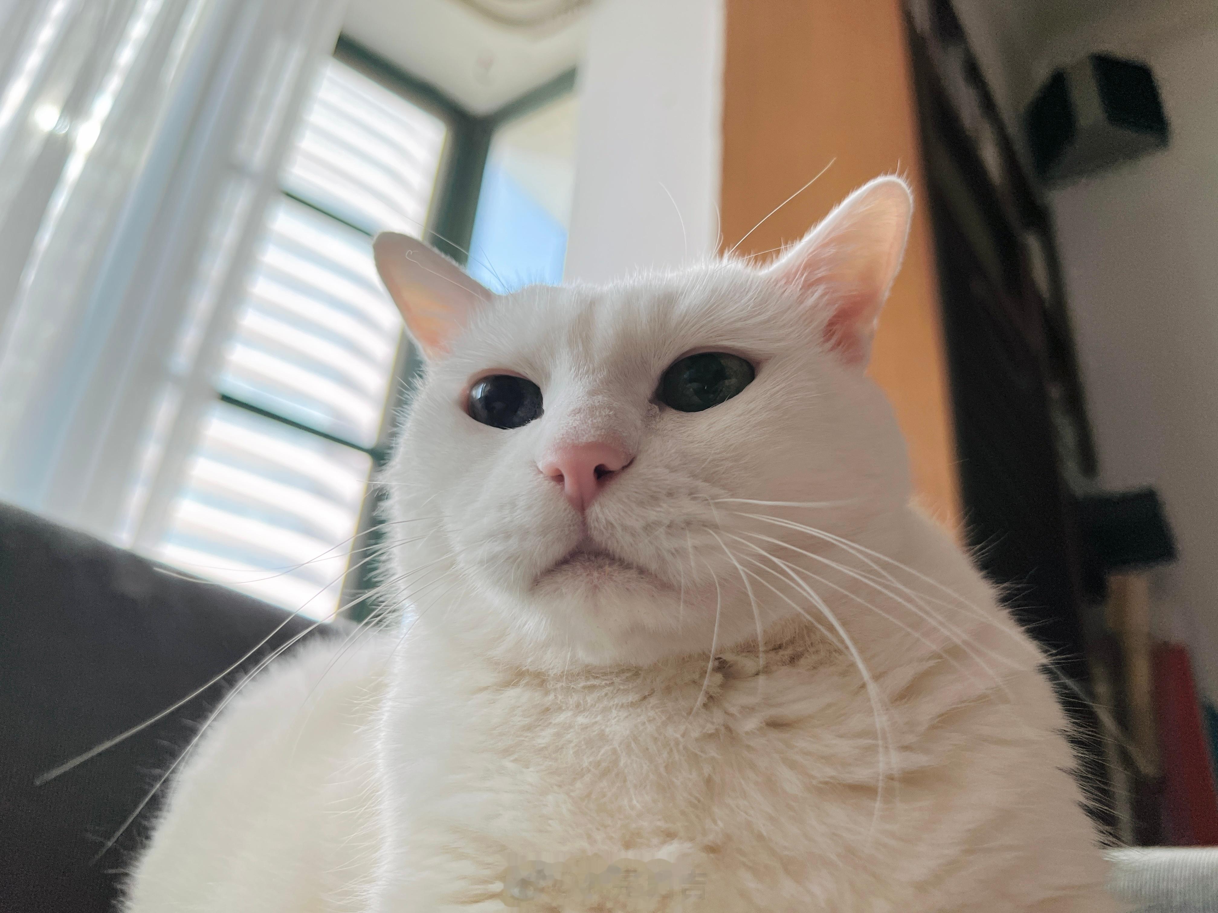 沒脖子有脖子 ​​​