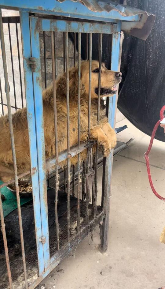 金子已经死了，不要再举报删除笔记了好吗