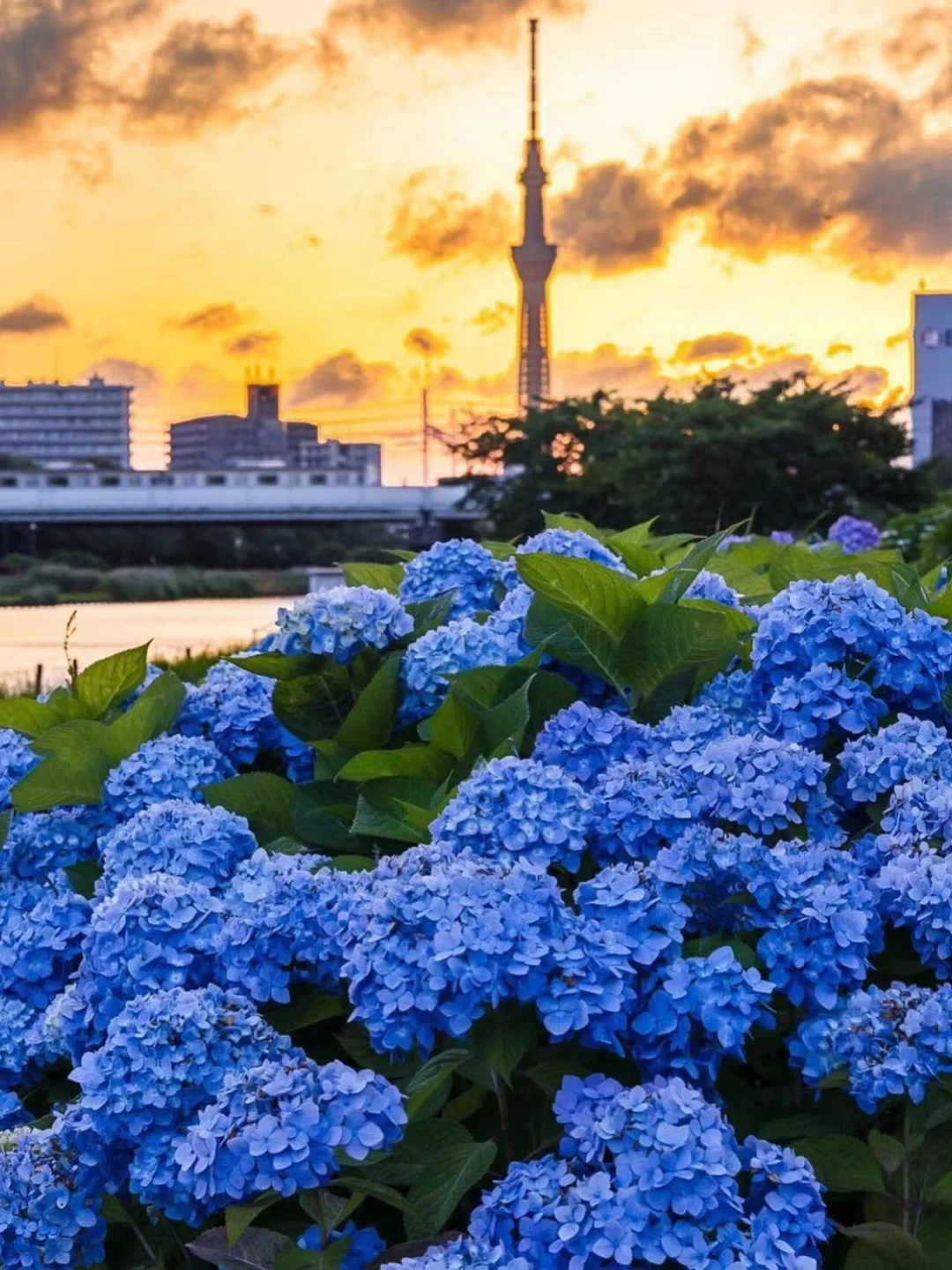 日本东京💰人均150入住晴空塔下的温馨民宿