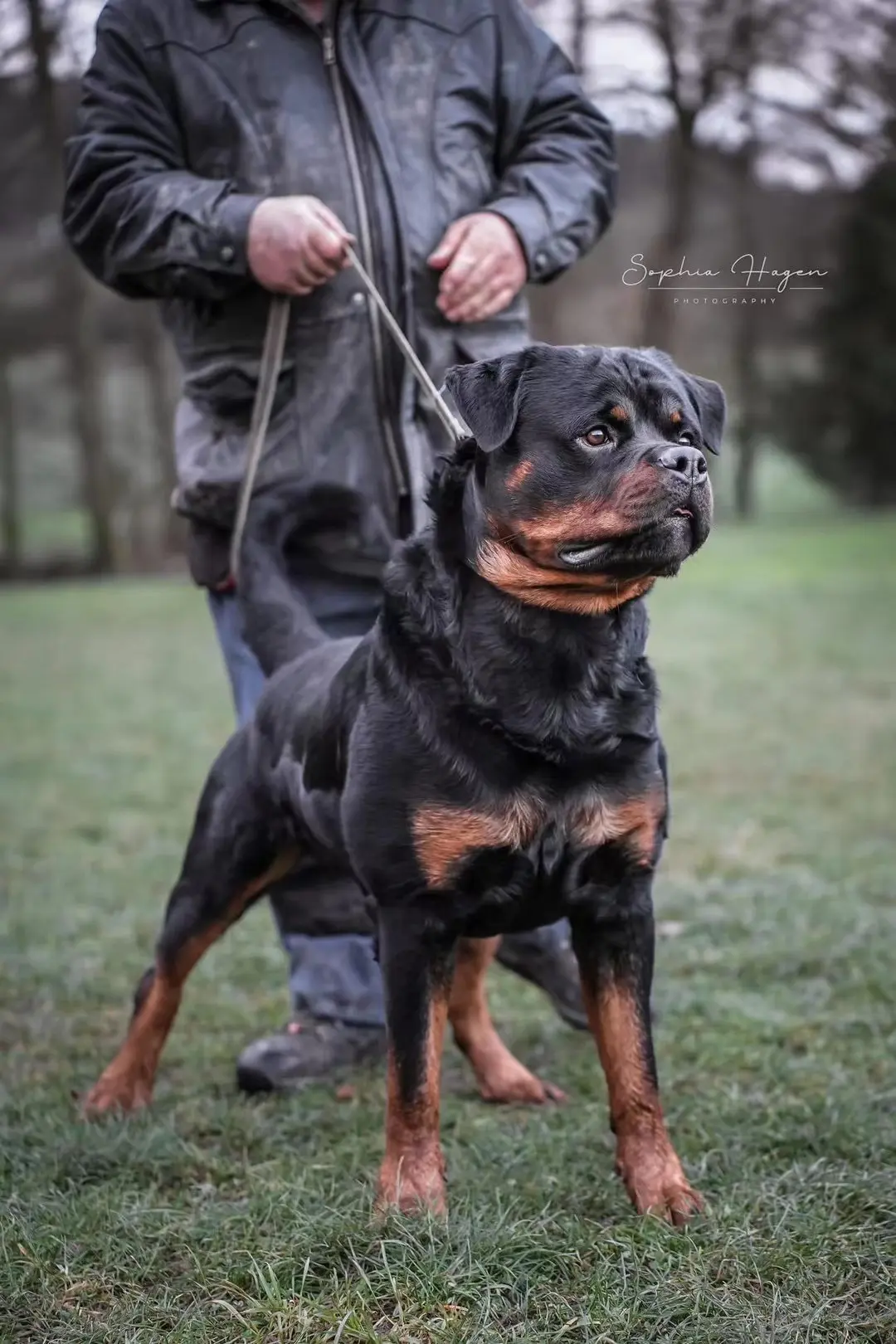 我们斯巴达最新引进的种公-阿斯雷特 来自德国的老工作血统