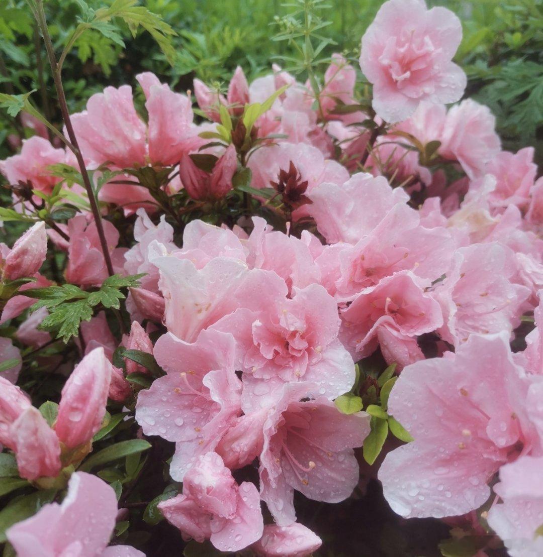 ～《雨中杜鹃》～～宋人·尧裔花影摇曳披细雨，雨自潸然微风徐。花语哝哝诉心声，沐雨