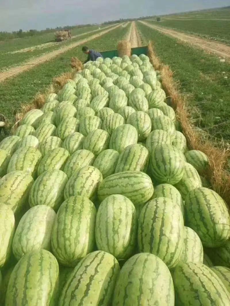 西瓜市场上出现的四个不正常。
西瓜因为价格低廉，水份含量高，口味甜而纯正，是新疆