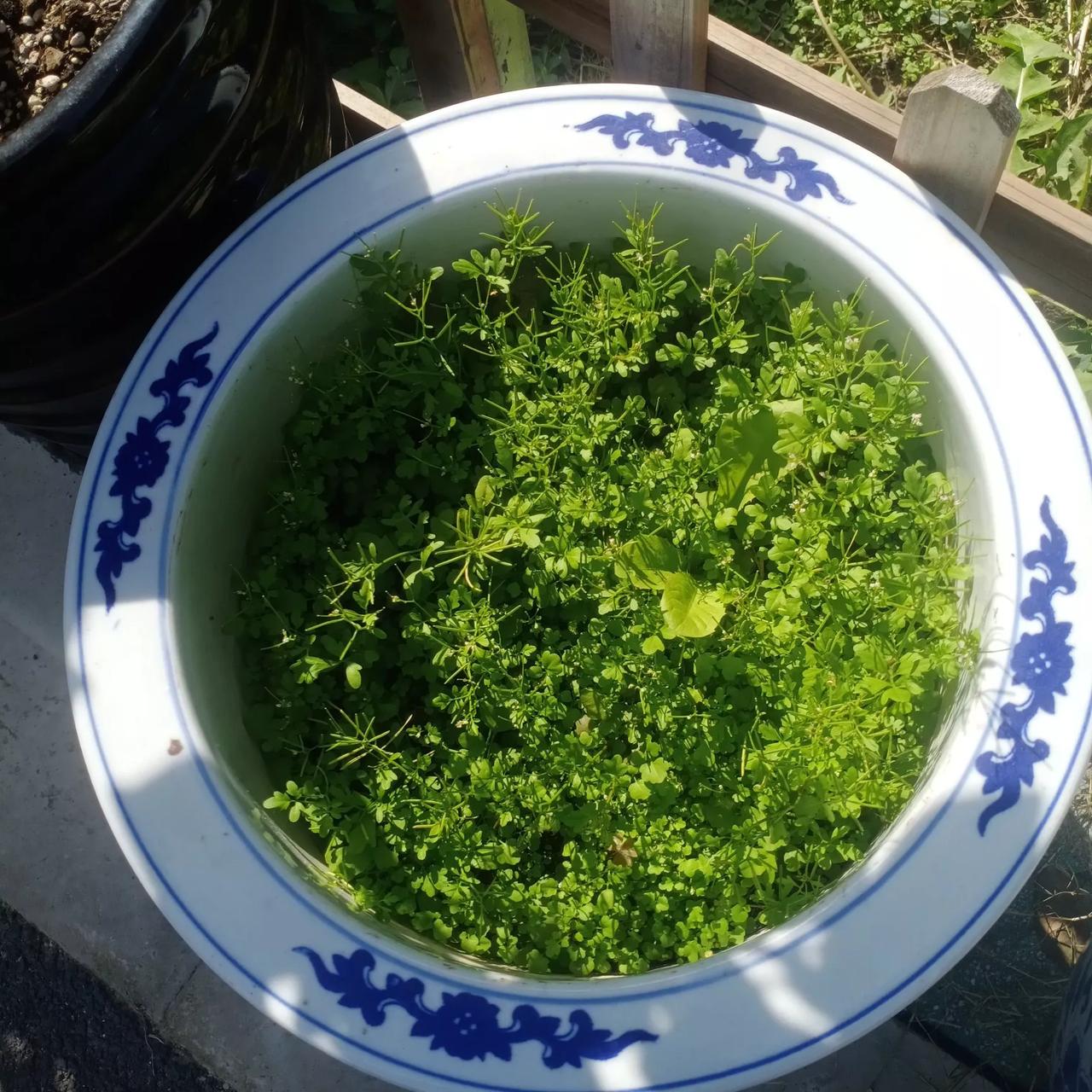 搞不定中国的特朗普，却轻松搞定印度。先用关税大棒打蒙印度，再用G2吓唬印度，这是