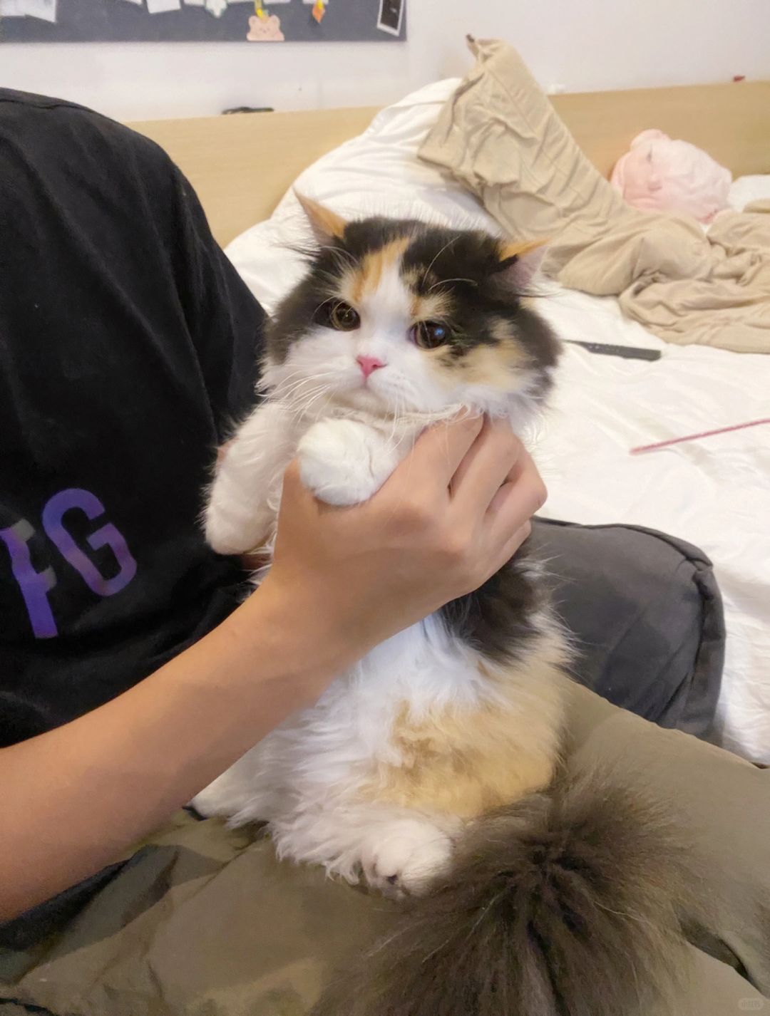 收集一些小猫罚站图，看看大家的小猫罚站🧸