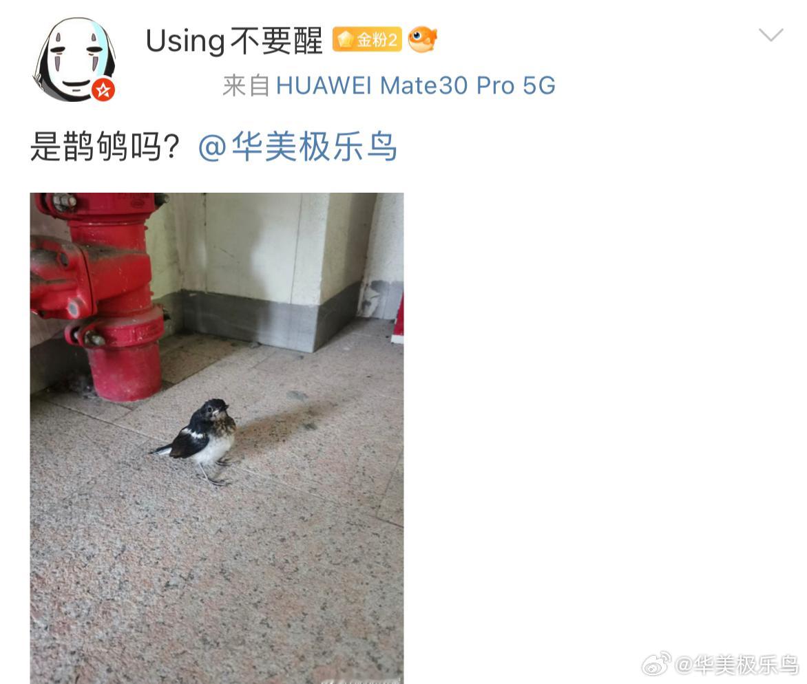 鸟粉投稿 是一只鹊鸲qú宝宝它好神气呀！（噘嘴 ​​​