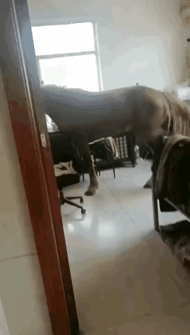 把马当成宠物养，这个主人的格局真是太大了，一般人是不敢这么养的，通过画面能够感受