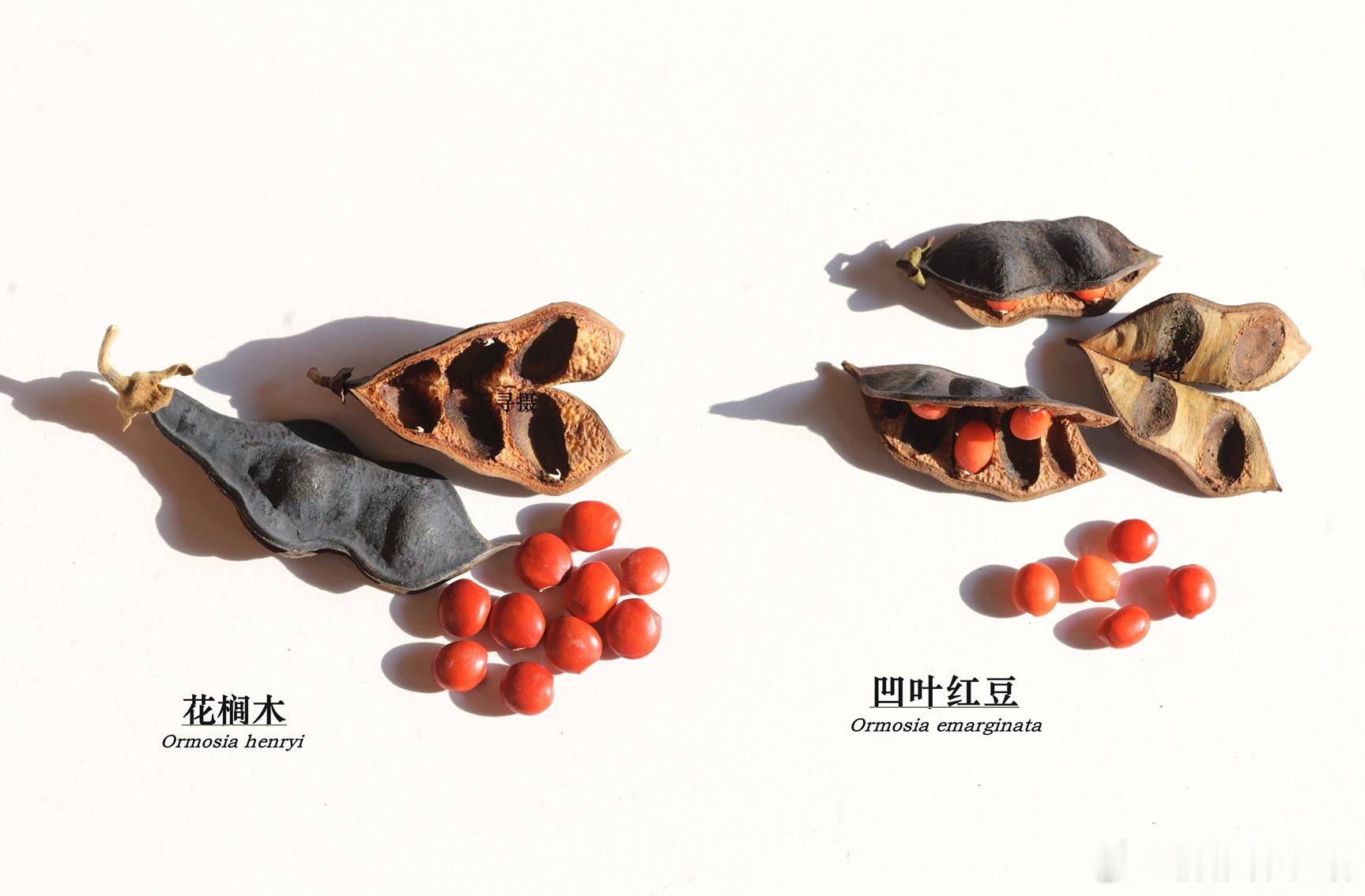 1387.相似度极高的姐妹豆，请找出3个以上不同点。植物 ​​​