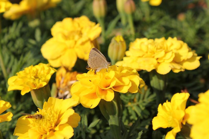 上联：蜂蝶共舞花香淡；
下联：琴瑟和鸣月色柔。