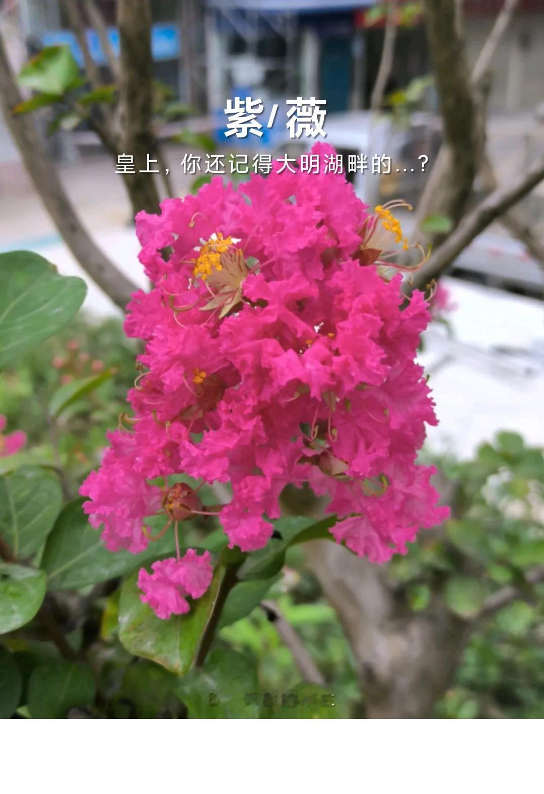 #随手拍漂亮的紫薇花#