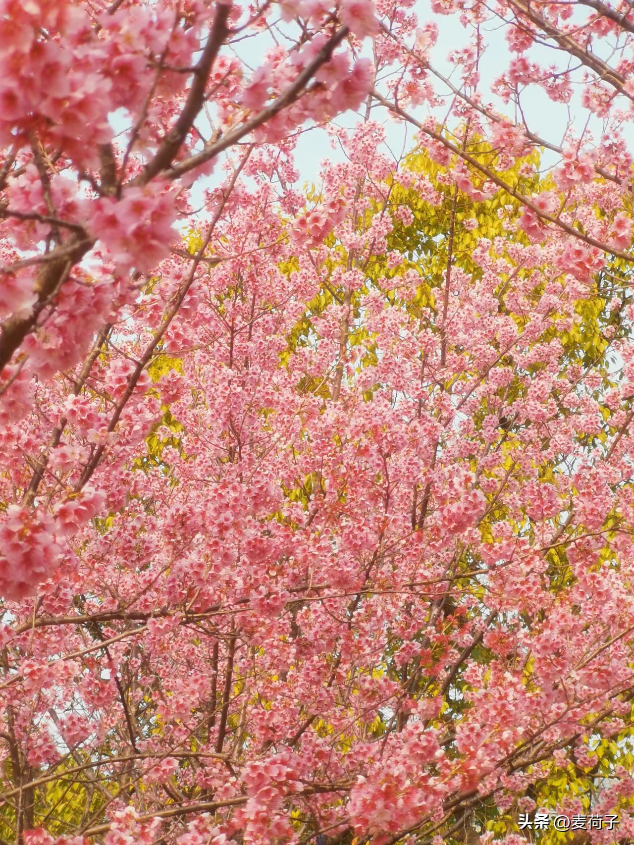 诗云：“梅花谢后樱花绽，浅浅匀红。”

我正在一条两排开满樱花的小道上漫步，眼前