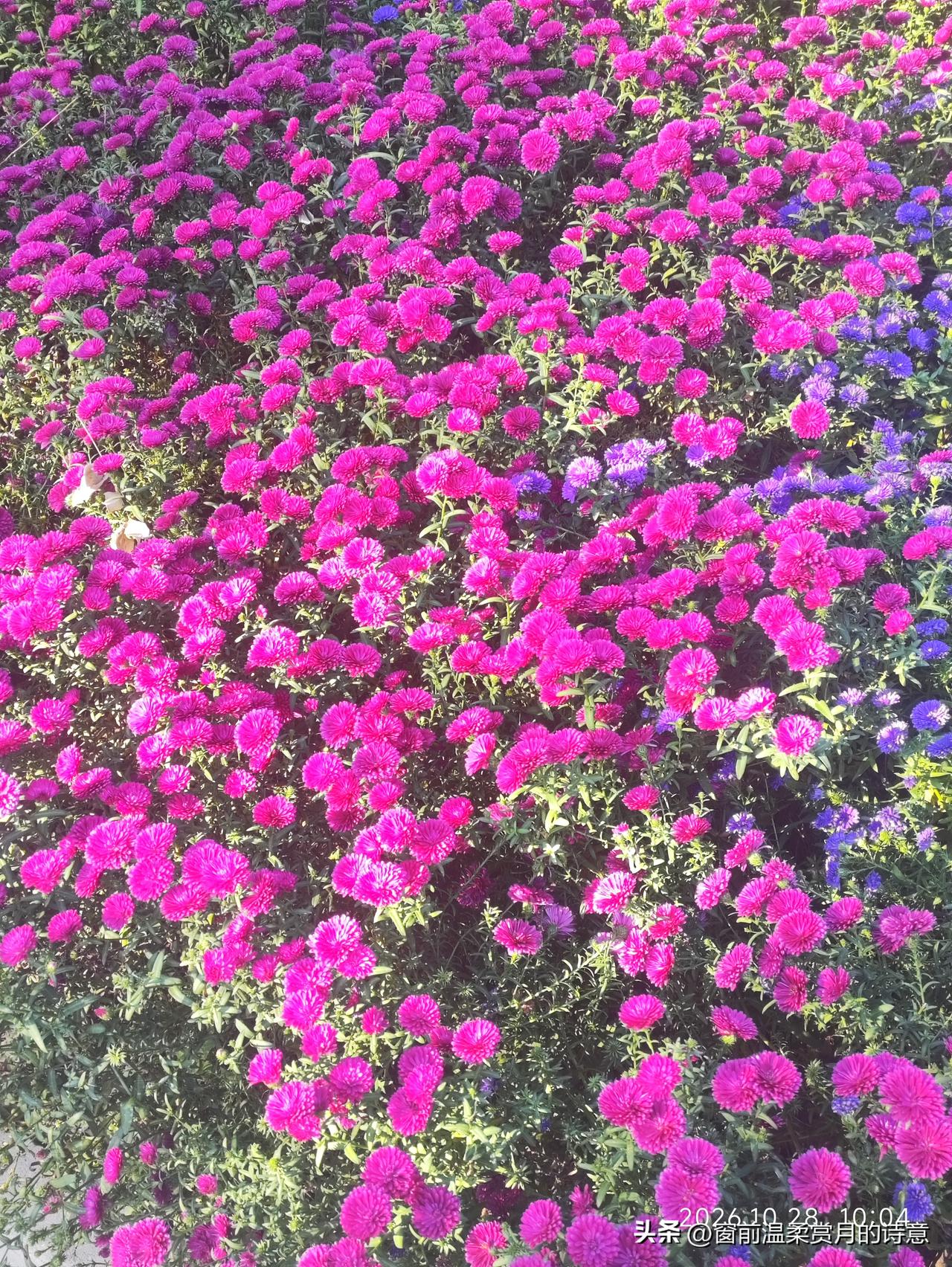 路边这片翠菊开得热烈又烂漫✨
玫红、紫蓝的花朵层层叠叠，一簇簇挤在一起，花瓣蓬松