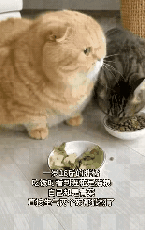 谁能懂大胖橘的委屈！
      就静静站着瞅两眼，狸花猫碗里的猫粮香得勾魂，自