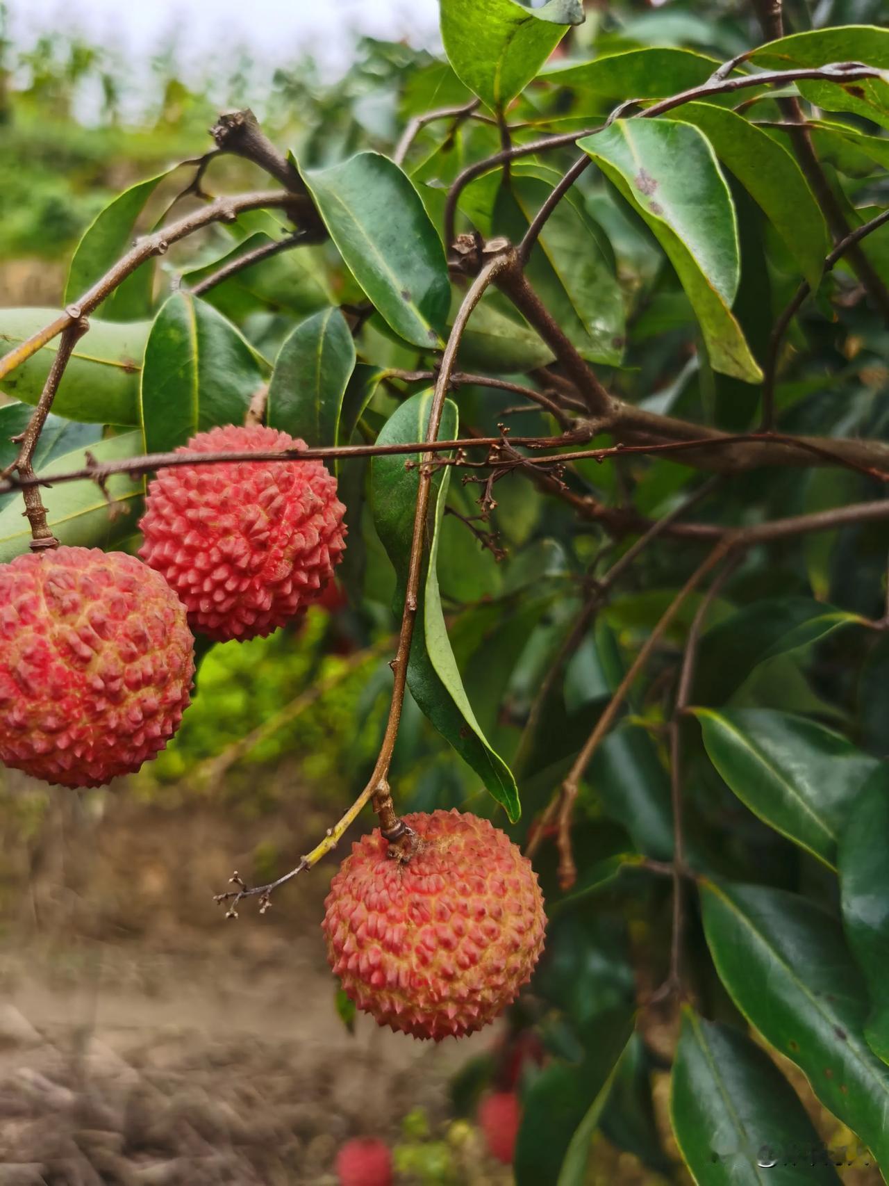 红彤彤的荔枝挂满枝头，采摘正当季！🍒🌿
今年荔枝大丰收，是一颗树都长满果，但
