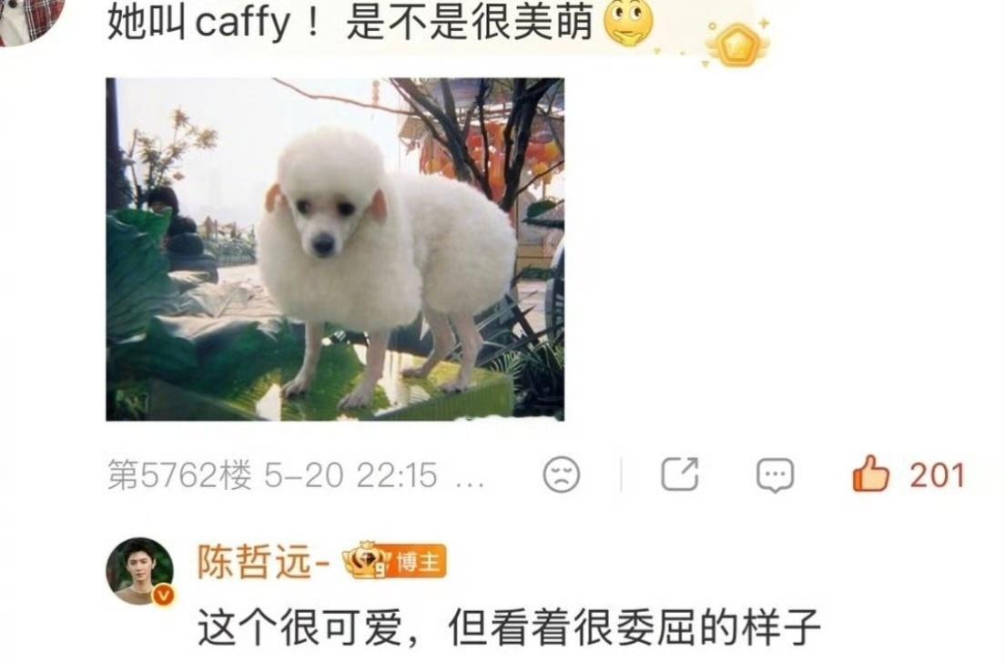 caffy小“羊驼”确实很可爱陈哲远说陈奕恒的狗很可爱