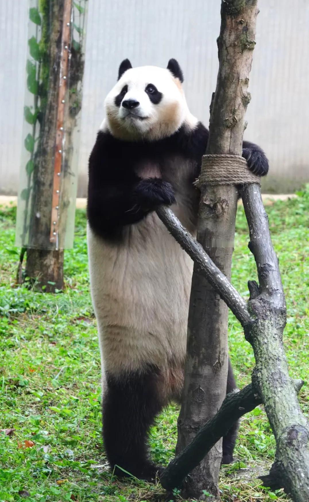 这就是大熊猫福宝的反差感吗？真的是可盐可甜！
当福宝站立起来时候，强大的后肢力量