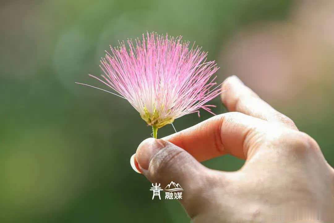 武汉城市漫游攻略  江湾湿地公园藏着两处绝美合欢花打卡点林间小径旁，一株合欢树独