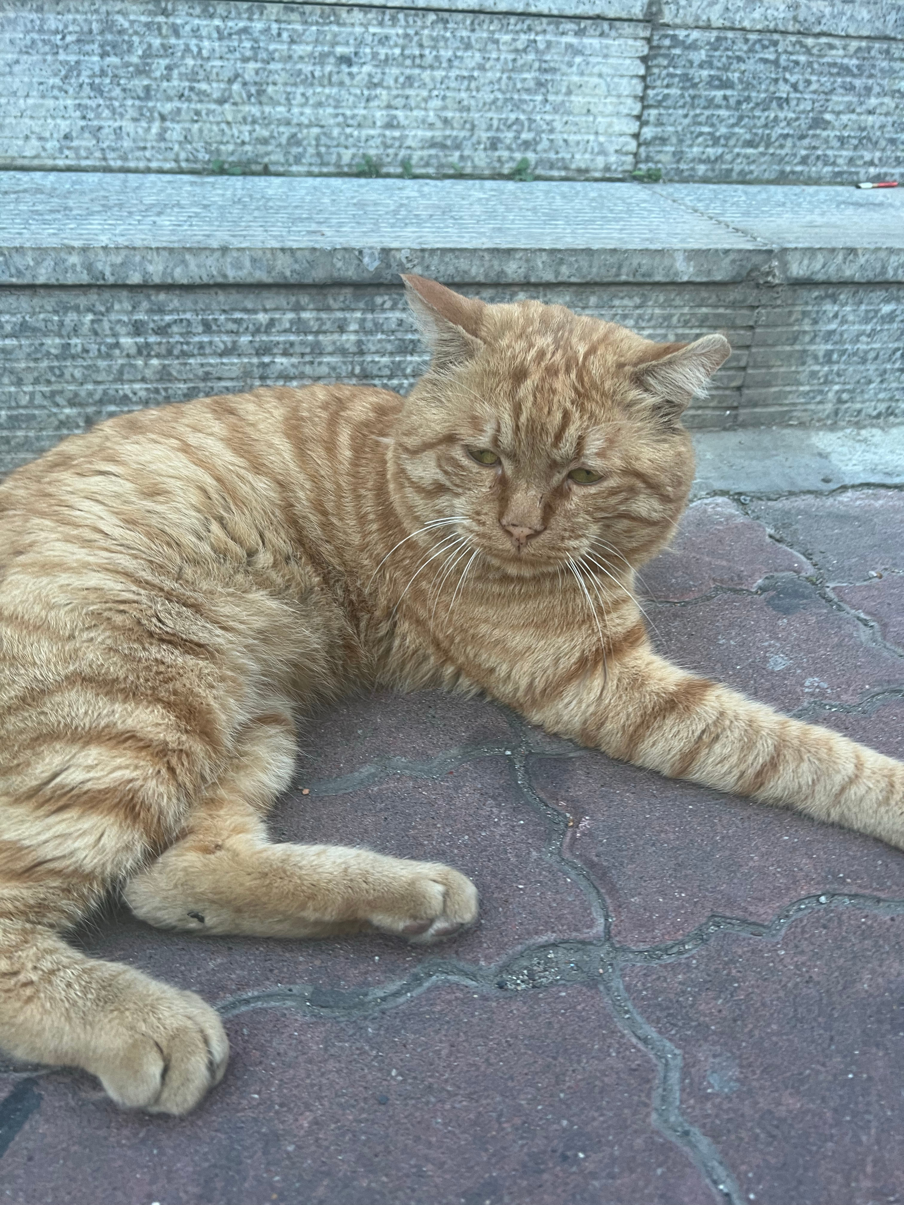 仁仁日记手册  每天遇到很多猫🐈 