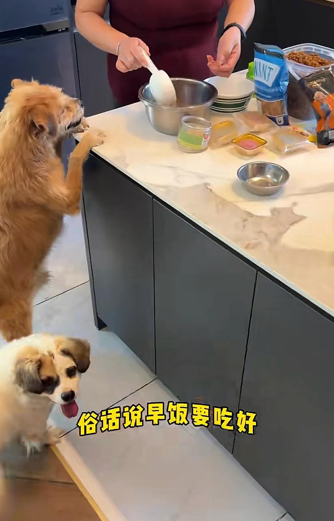 山东烟台，身价五万的伯恩山犬啾啾家上演有趣一幕，主人悉心调配毛孩子的早餐，小黄是