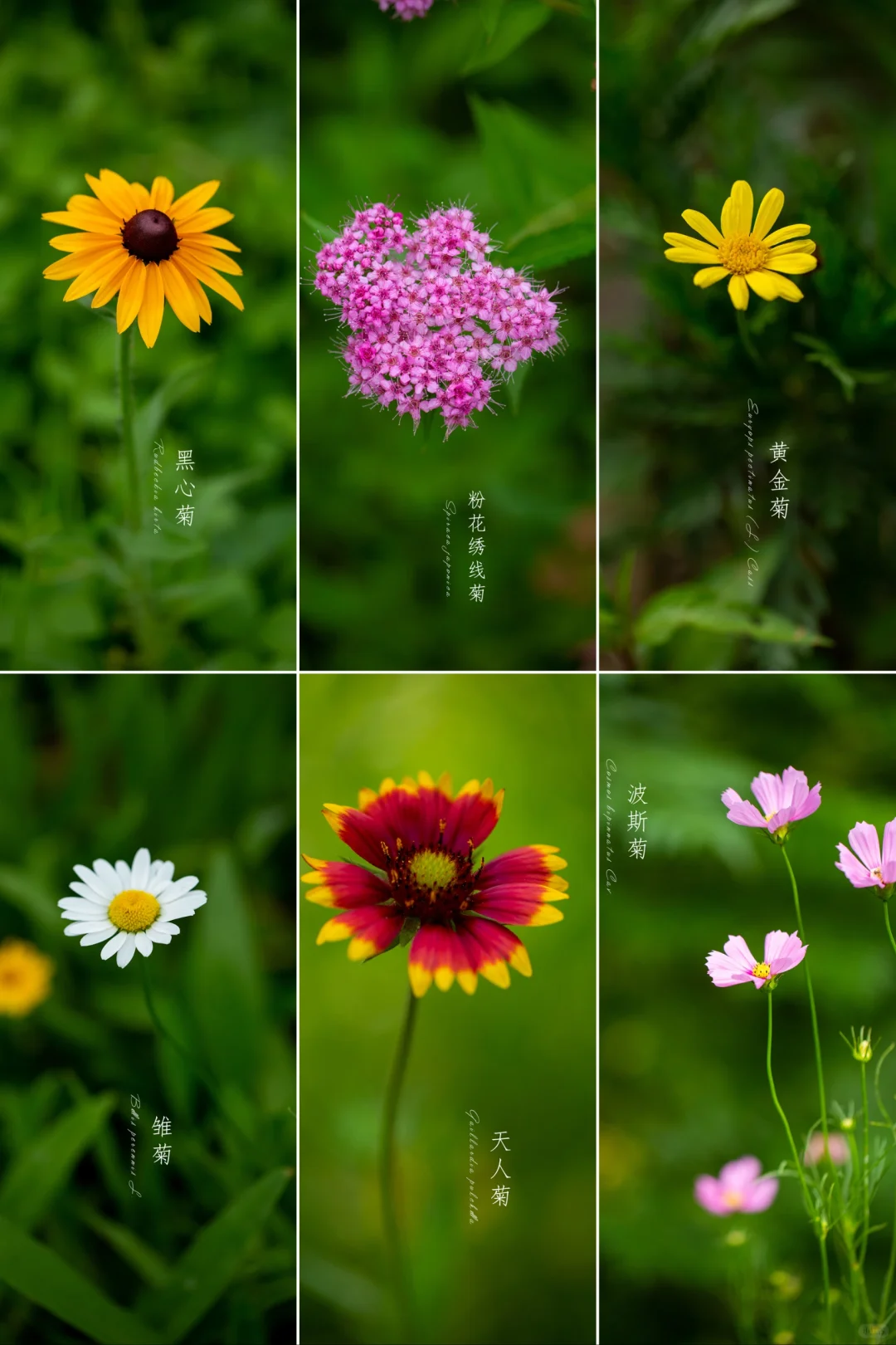 夏天的“菊花集”，你喜欢那一朵？