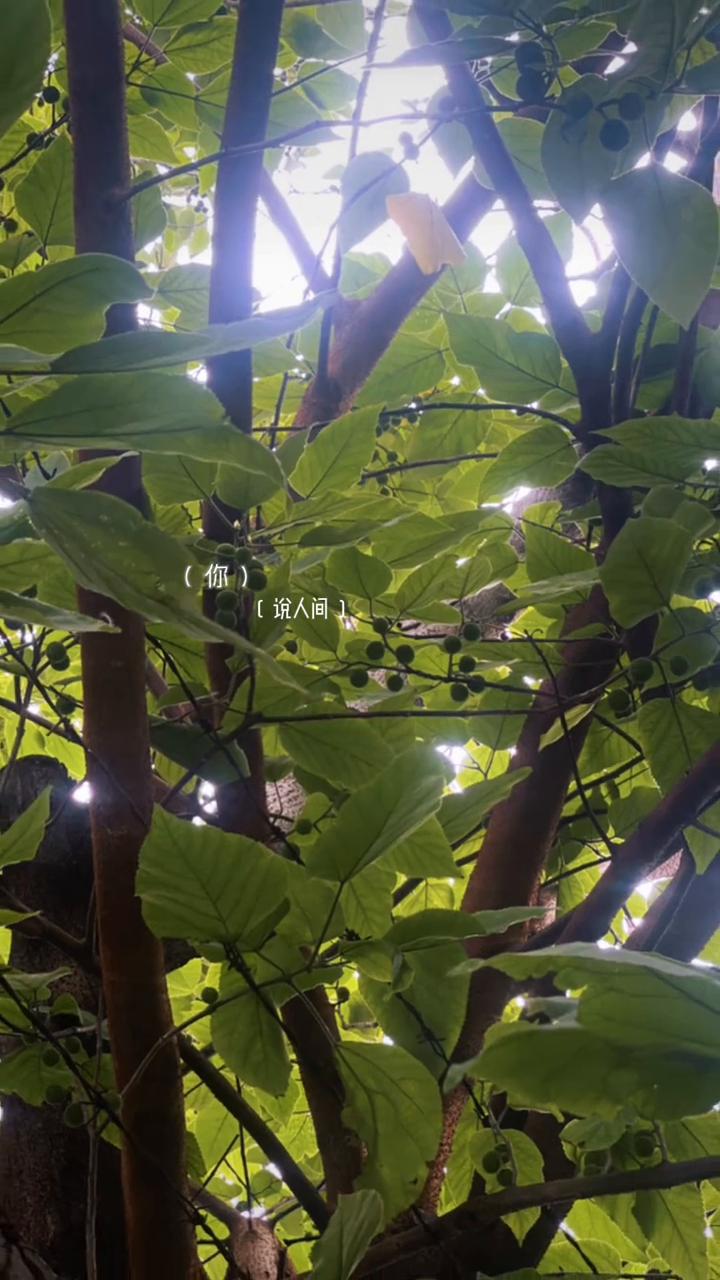 茶味。
甜香水先，苦乐一半学。
我笑太轻，你的太个。
音律，偷走不敢说的谎。
琴