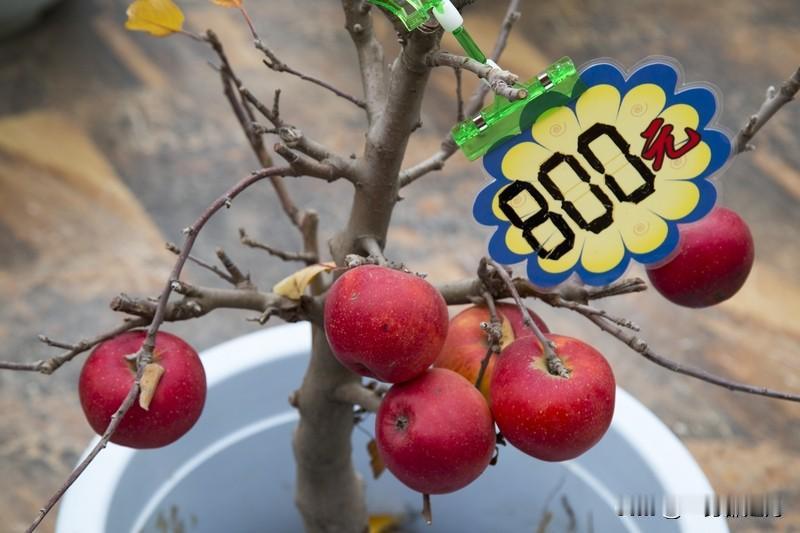 年节将近
网络欺诈又泛滥
有网友网上购买盆栽苹果树
买回来时满树苹果
摘下来才发
