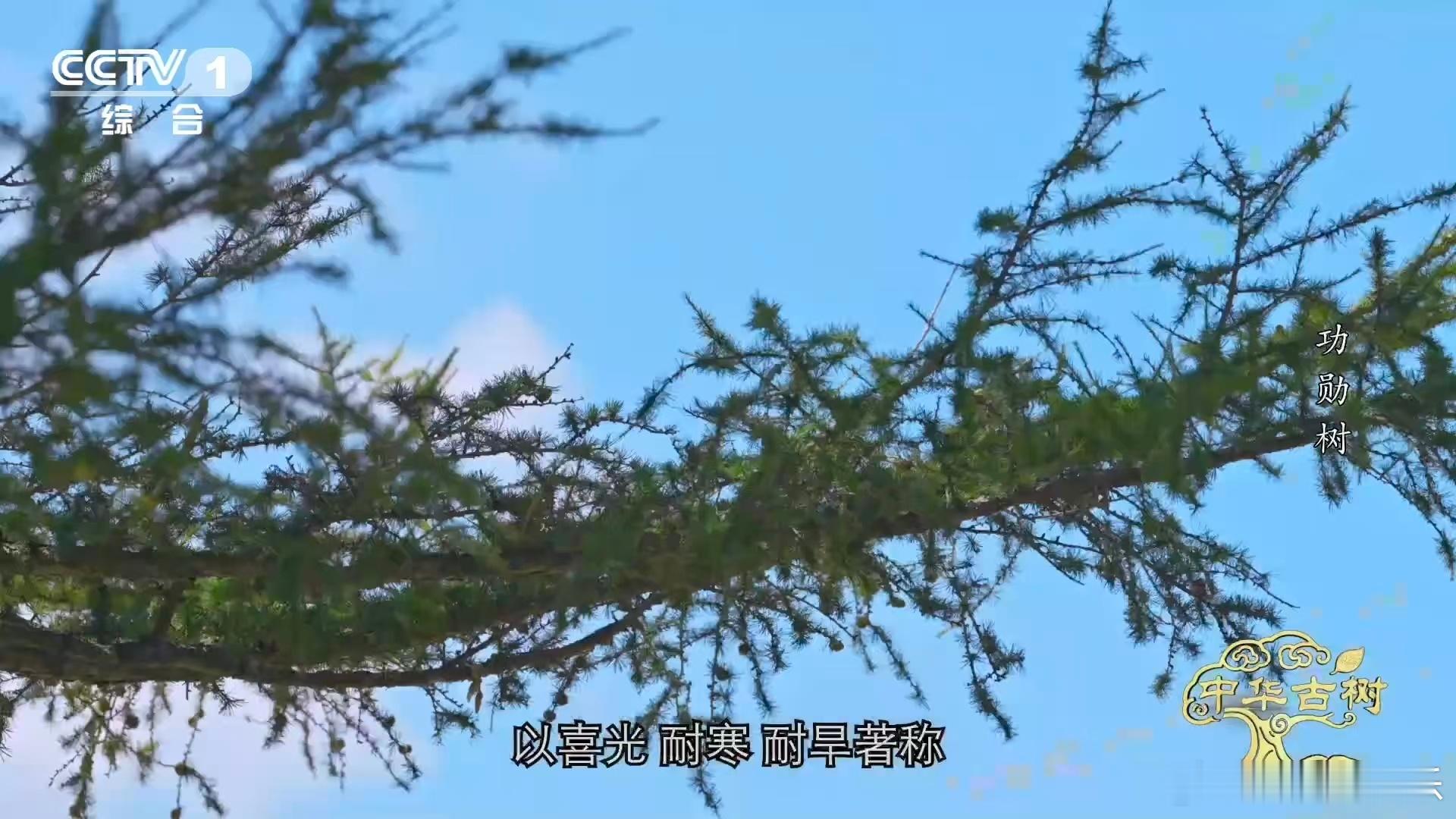 140岁落叶松救活一片荒漠一棵百岁树也能教人种树 1961年考察队进驻塞罕坝荒漠