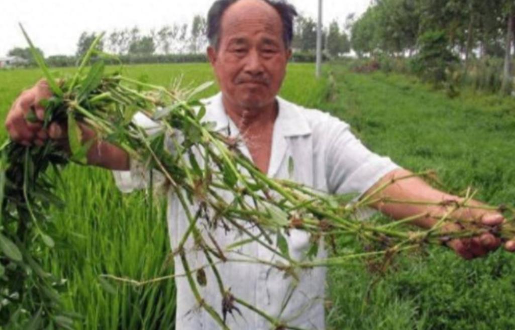 90年前，日本人将一种毒草带到中国，并大面积种植，泛滥成灾后差点导致我国农作物绝