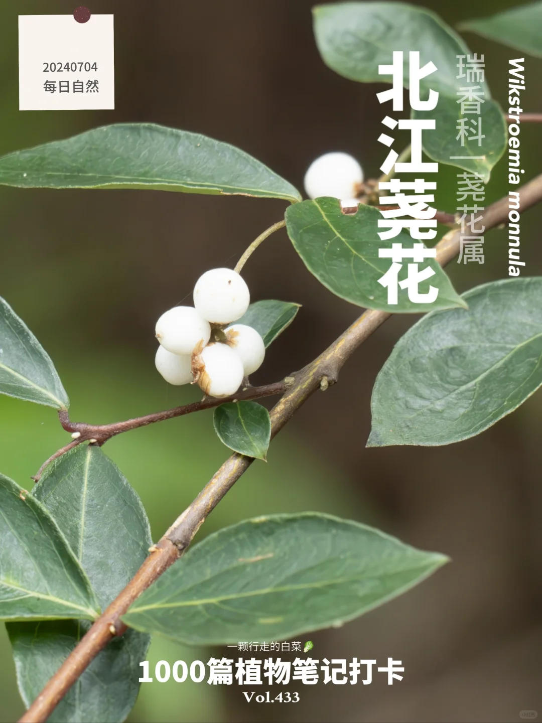 植物笔记433 | 福建山林的广东植物